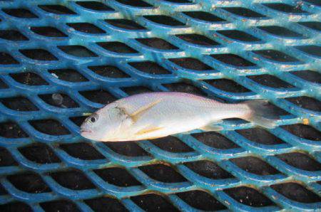 オリジナルメーカー海づり公園(市原市海づり施設) 釣果