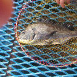 オリジナルメーカー海づり公園(市原市海づり施設) 釣果
