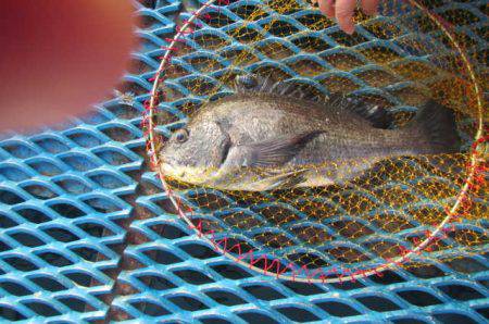 オリジナルメーカー海づり公園(市原市海づり施設) 釣果