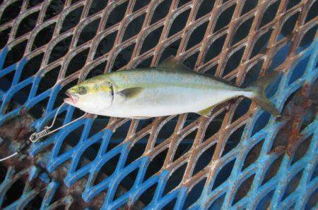 オリジナルメーカー海づり公園(市原市海づり施設) 釣果