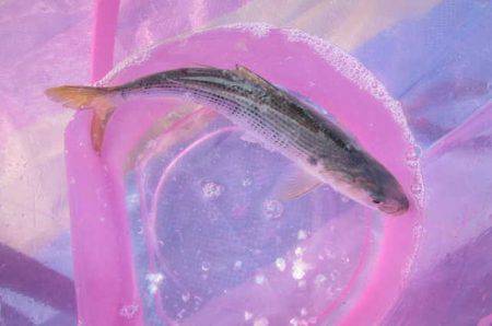 オリジナルメーカー海づり公園(市原市海づり施設) 釣果