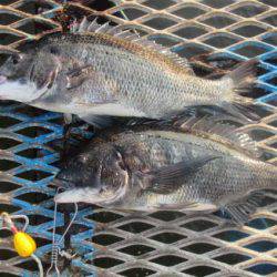 オリジナルメーカー海づり公園(市原市海づり施設) 釣果
