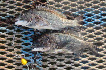 オリジナルメーカー海づり公園(市原市海づり…