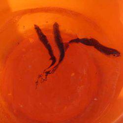 オリジナルメーカー海づり公園(市原市海づり施設) 釣果