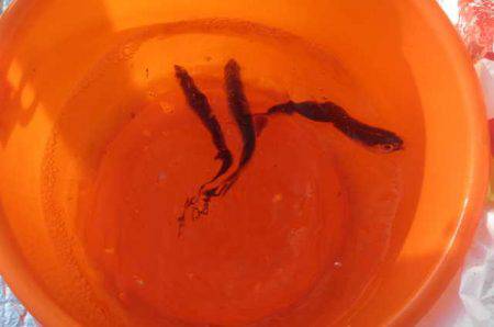 オリジナルメーカー海づり公園(市原市海づり施設) 釣果