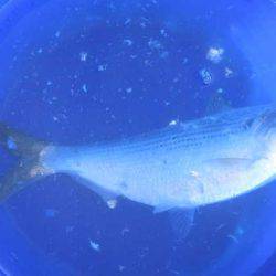 オリジナルメーカー海づり公園(市原市海づり施設) 釣果