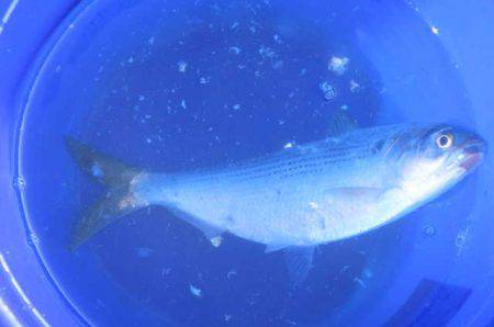 オリジナルメーカー海づり公園(市原市海づり施設) 釣果