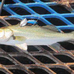 オリジナルメーカー海づり公園(市原市海づり施設) 釣果
