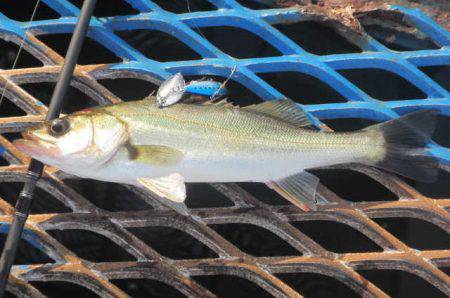 オリジナルメーカー海づり公園(市原市海づり施設) 釣果