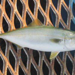 オリジナルメーカー海づり公園(市原市海づり施設) 釣果