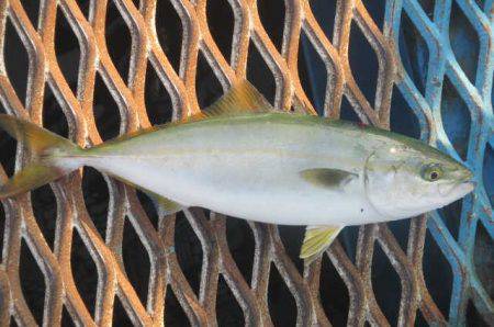 オリジナルメーカー海づり公園(市原市海づり施設) 釣果