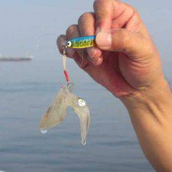 オリジナルメーカー海づり公園(市原市海づり施設) 釣果