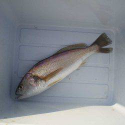 オリジナルメーカー海づり公園(市原市海づり施設) 釣果