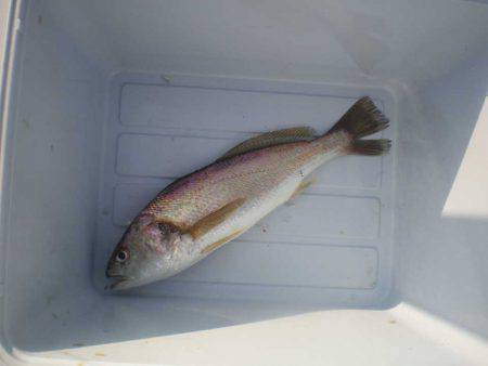 オリジナルメーカー海づり公園(市原市海づり施設) 釣果