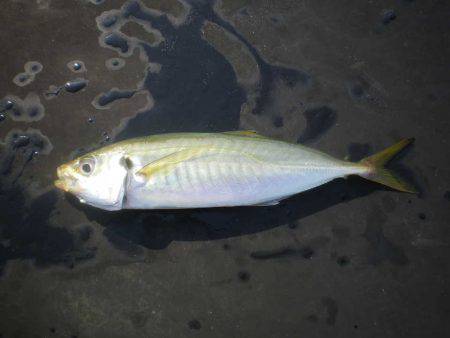 オリジナルメーカー海づり公園(市原市海づり施設) 釣果