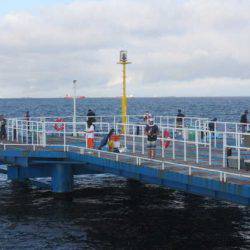 オリジナルメーカー海づり公園(市原市海づり施設) 釣果