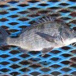 オリジナルメーカー海づり公園(市原市海づり施設) 釣果