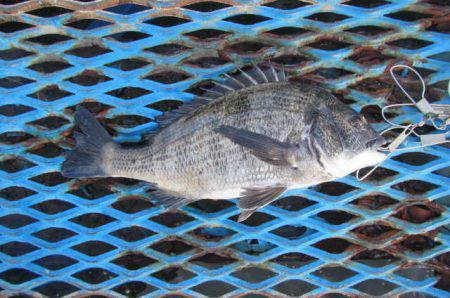 オリジナルメーカー海づり公園(市原市海づり…