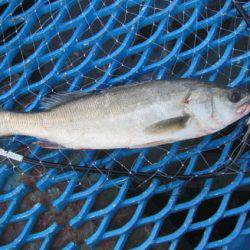 オリジナルメーカー海づり公園(市原市海づり施設) 釣果