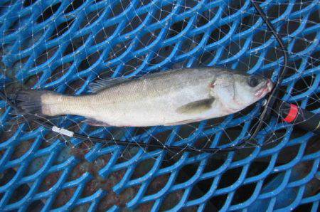 オリジナルメーカー海づり公園(市原市海づり施設) 釣果