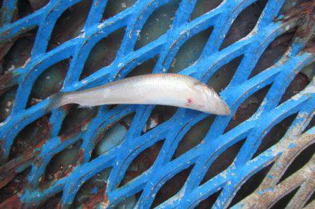 オリジナルメーカー海づり公園(市原市海づり施設) 釣果