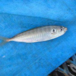 オリジナルメーカー海づり公園(市原市海づり施設) 釣果