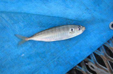 オリジナルメーカー海づり公園(市原市海づり施設) 釣果