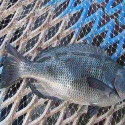 オリジナルメーカー海づり公園(市原市海づり施設) 釣果