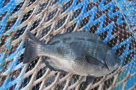 オリジナルメーカー海づり公園(市原市海づり施設) 釣果