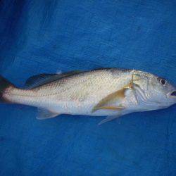 オリジナルメーカー海づり公園(市原市海づり施設) 釣果