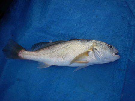 オリジナルメーカー海づり公園(市原市海づり施設) 釣果