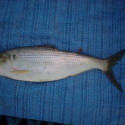 オリジナルメーカー海づり公園(市原市海づり施設) 釣果