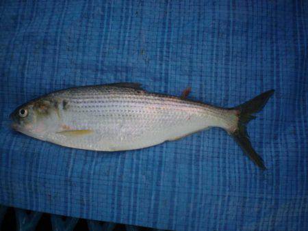 オリジナルメーカー海づり公園(市原市海づり施設) 釣果