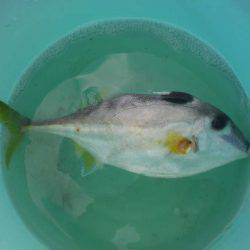 オリジナルメーカー海づり公園(市原市海づり施設) 釣果