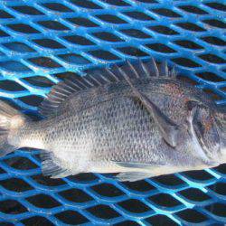 オリジナルメーカー海づり公園(市原市海づり施設) 釣果