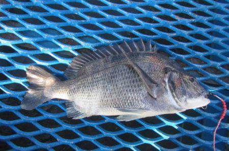 オリジナルメーカー海づり公園(市原市海づり…