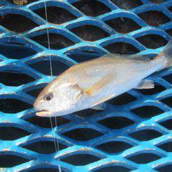 オリジナルメーカー海づり公園(市原市海づり施設) 釣果