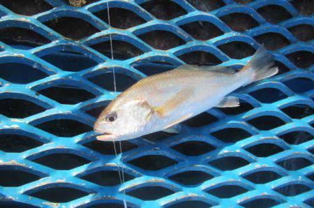 オリジナルメーカー海づり公園(市原市海づり施設) 釣果