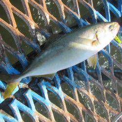オリジナルメーカー海づり公園(市原市海づり施設) 釣果