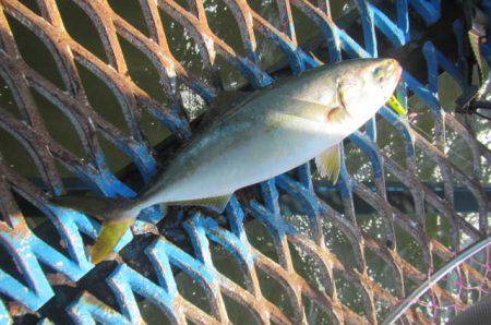 オリジナルメーカー海づり公園(市原市海づり施設) 釣果
