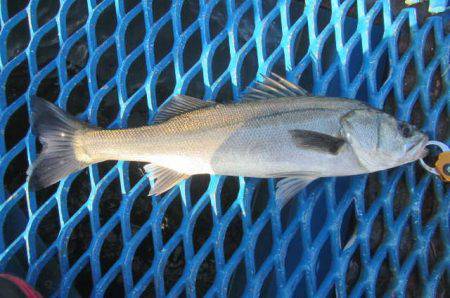 オリジナルメーカー海づり公園(市原市海づり施設) 釣果