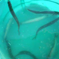 オリジナルメーカー海づり公園(市原市海づり施設) 釣果