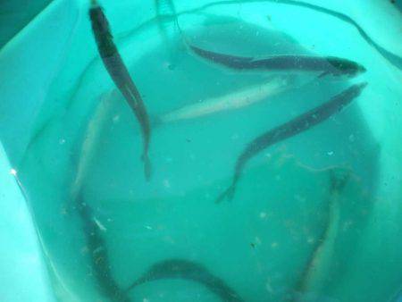 オリジナルメーカー海づり公園(市原市海づり施設) 釣果