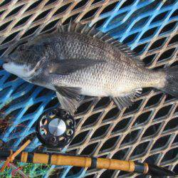 オリジナルメーカー海づり公園(市原市海づり施設) 釣果