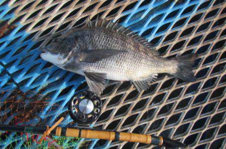 オリジナルメーカー海づり公園(市原市海づり施設) 釣果