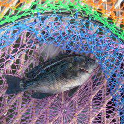 オリジナルメーカー海づり公園(市原市海づり施設) 釣果