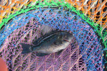 オリジナルメーカー海づり公園(市原市海づり施設) 釣果