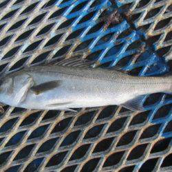 オリジナルメーカー海づり公園(市原市海づり施設) 釣果