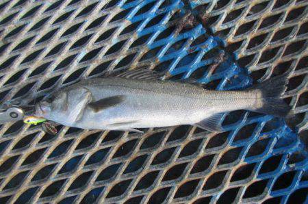 オリジナルメーカー海づり公園(市原市海づり…