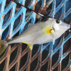 オリジナルメーカー海づり公園(市原市海づり施設) 釣果